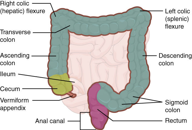Drawing of anterior view of abdomen showing all main regions of large intestine.