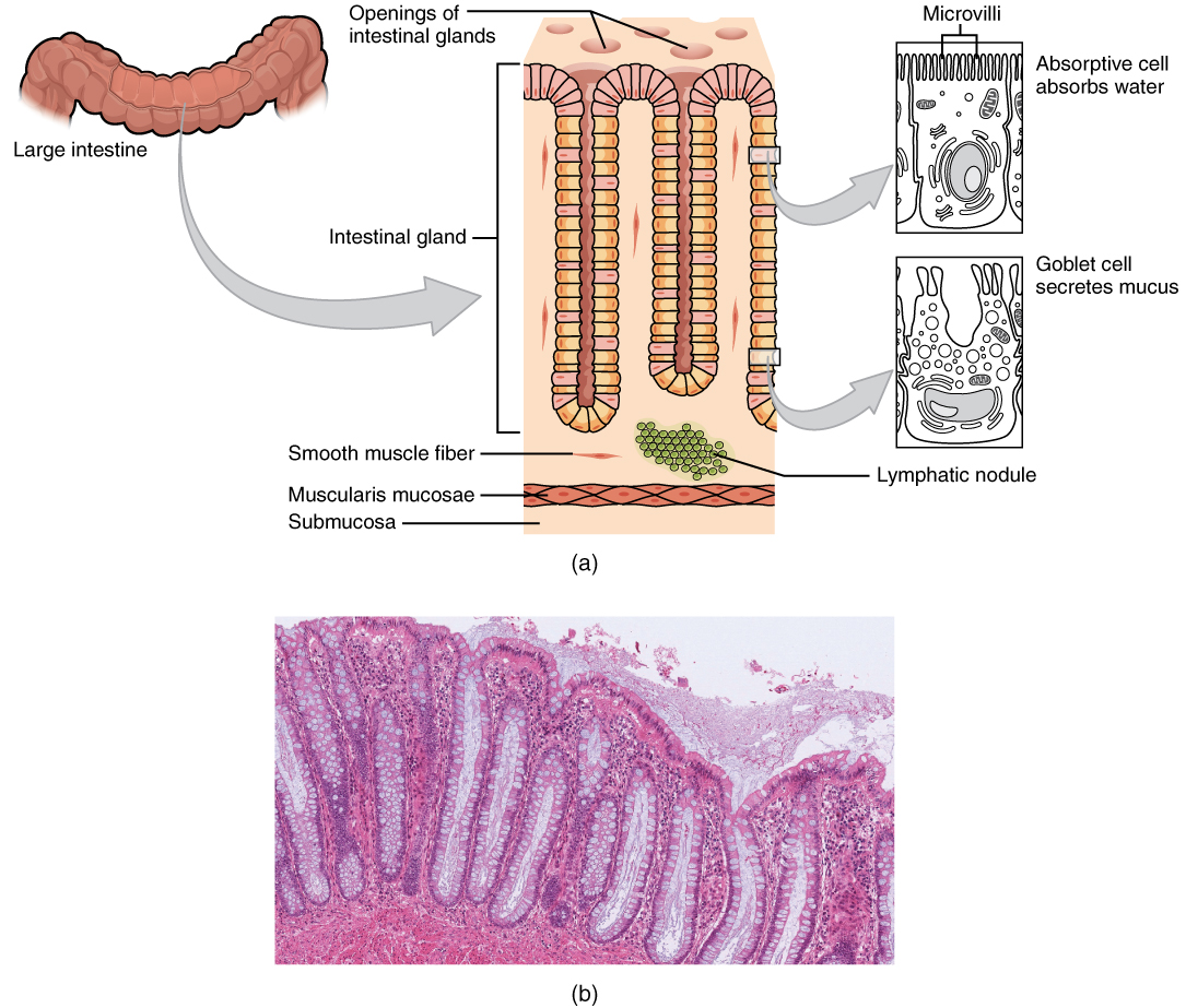 Image A, drawing of large intestine histology; B, micrograph of large intestine.