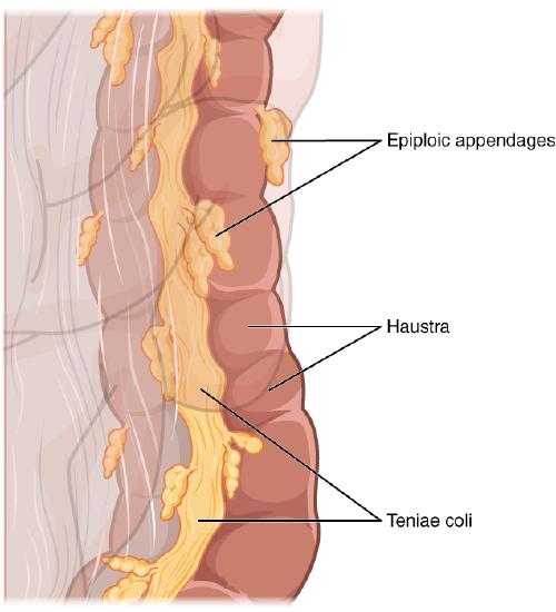 Haustra of large intestine