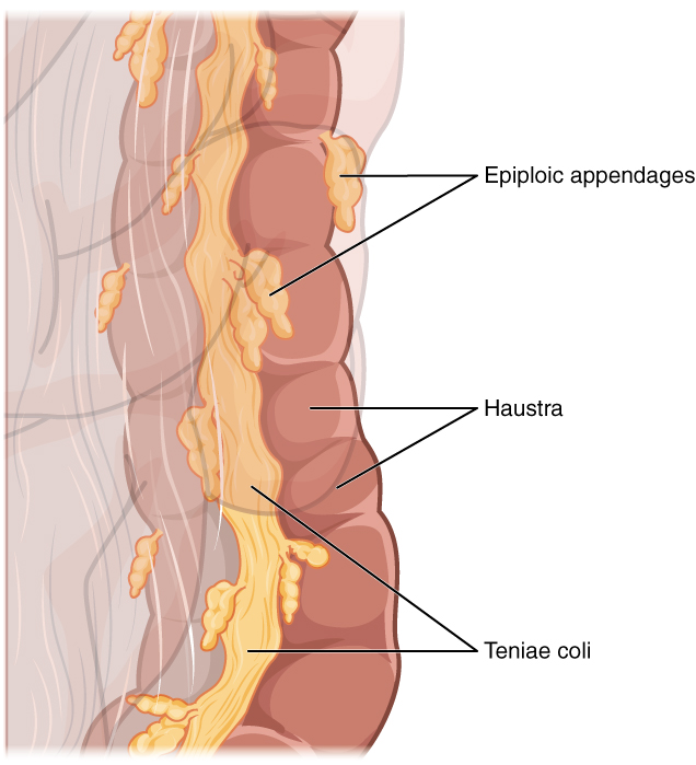 Drawing of a section of external surface of large intestine with unique structures.