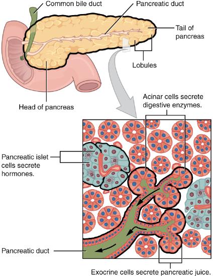 Endocrine and exocrine pancreas
