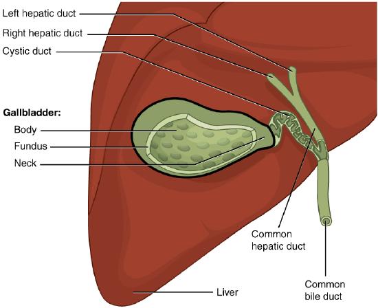 Gallbladder and the bile duct