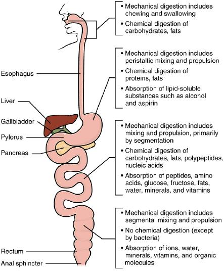 The path of mechanical and chemical digestion along with absorption.  