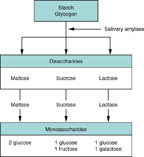 Carbohydrate Digestion