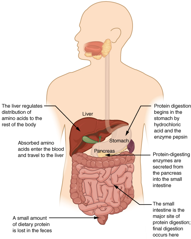 2429_Digestion_of_Proteins_(Physiology).jpg