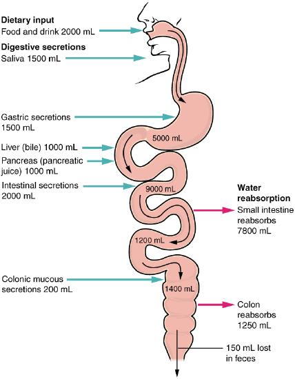 Digestive secretion and absorption of water. 