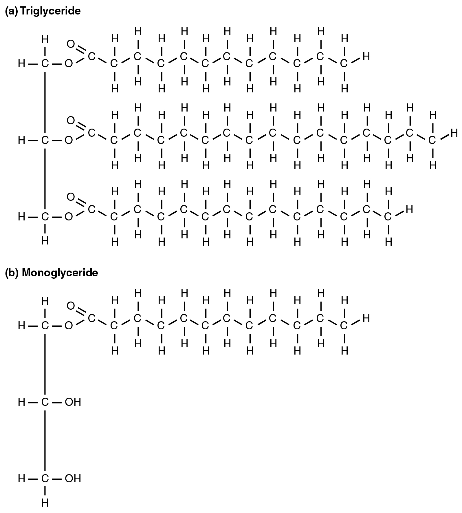 2511_A_Triglyceride_Molecule_(a)_Is_Broken_Down_Into_Monoglycerides_(b).jpg