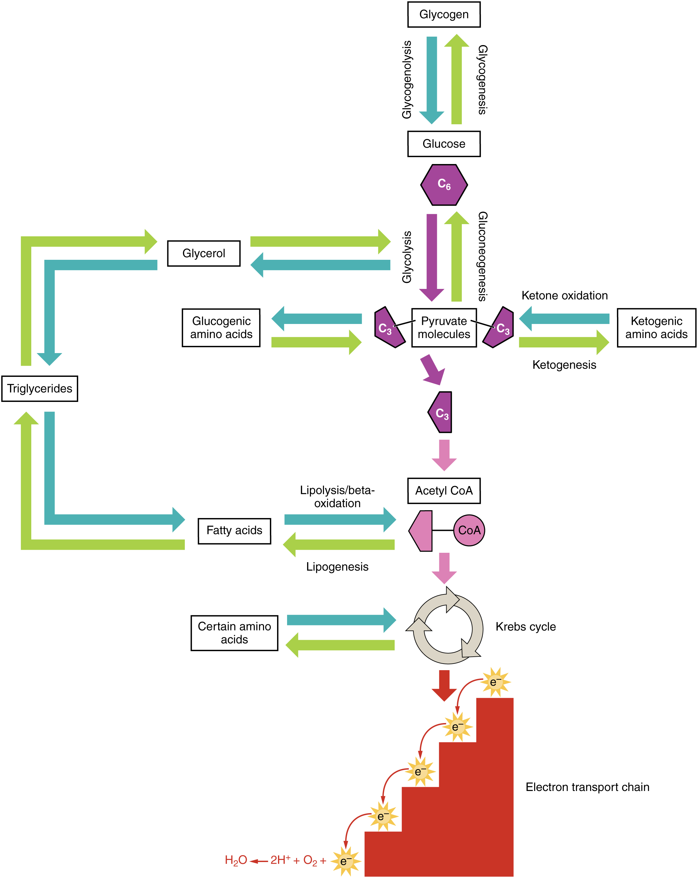 Anabolic and catabolic pathways