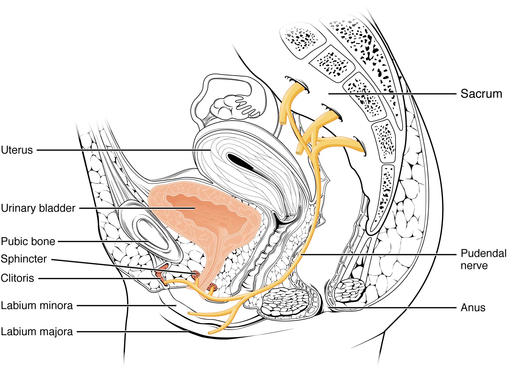 Drawing of a midsagittal view of the female pelvis showing the pudendal nerve exiting the sacrum and innervating the clitoris and vulva region. 