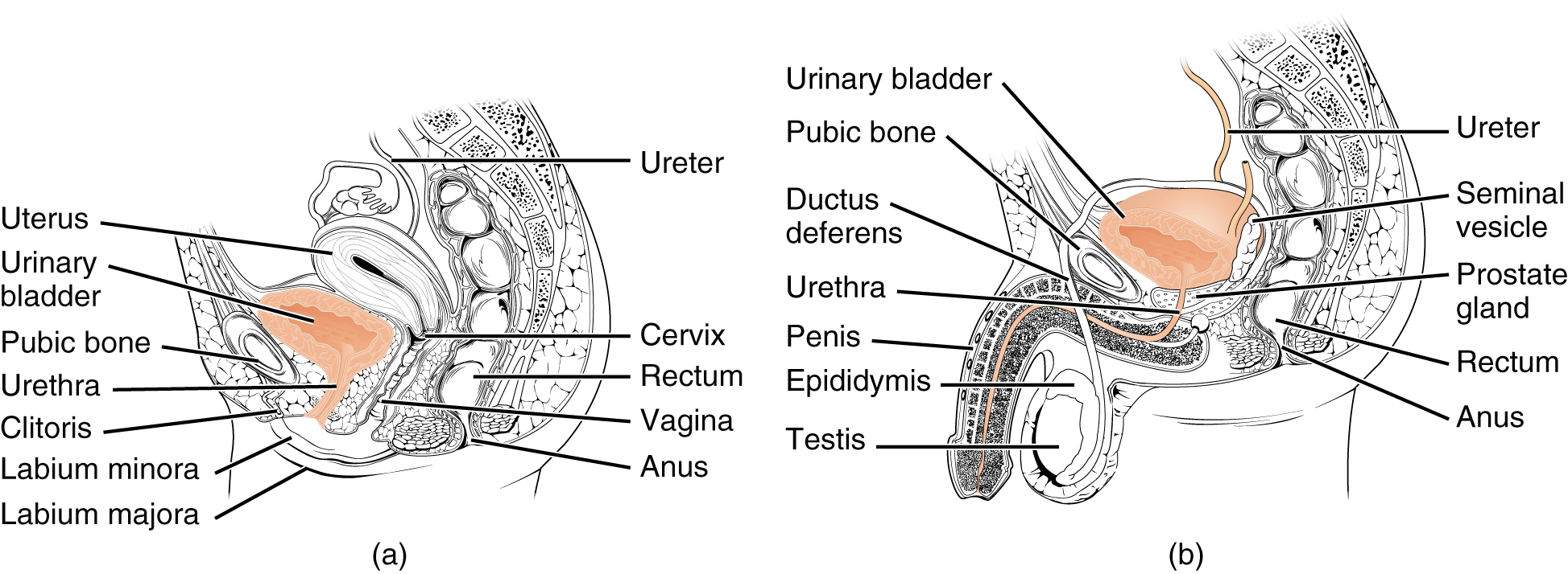 Two drawings of midsagittal views of lower urinary tract of female in A and male in B.