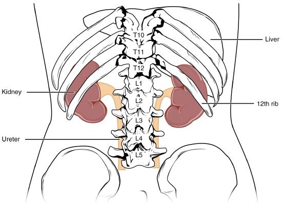 Anatomical location of kidneys