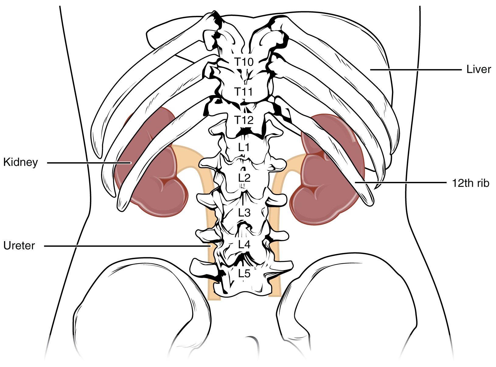 Drawing of posterior view of kidneys and ureters deep to spinal column and ribs.
