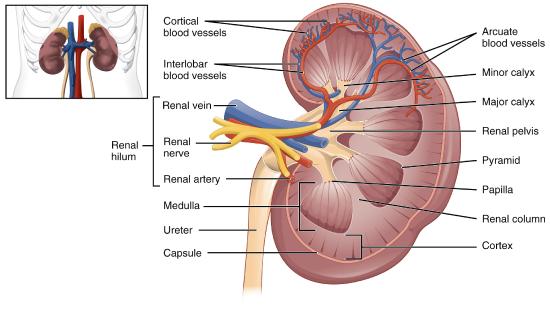 Left kidney