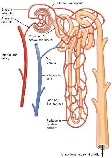Blood flow in the nephron