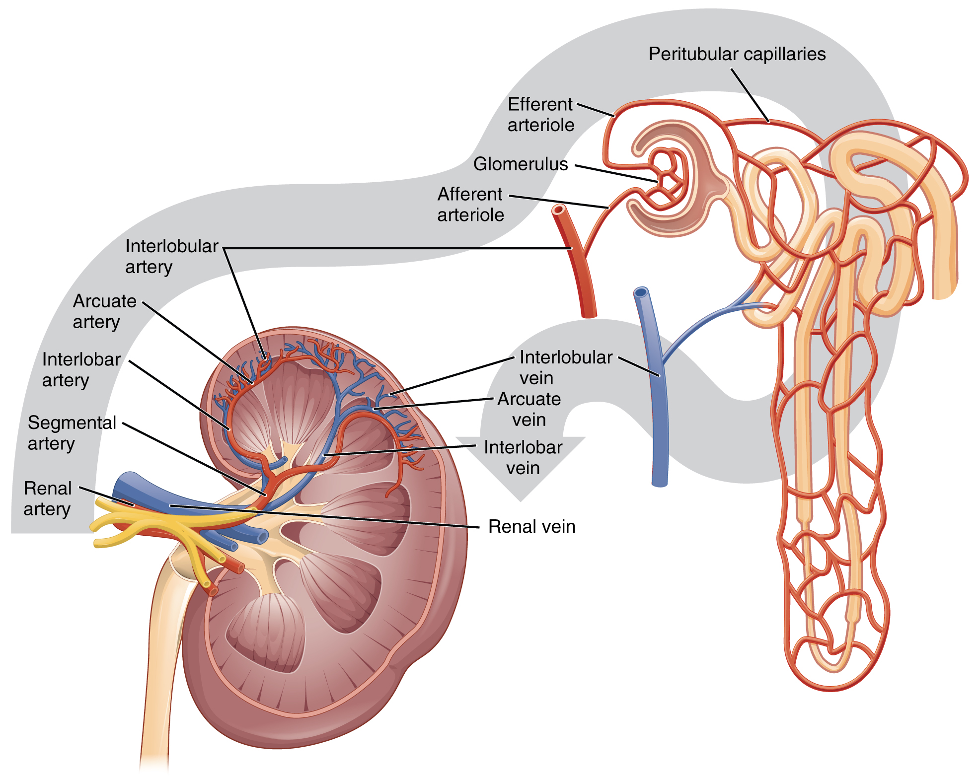 Drawing tracing the blood flow through the kidney, from renal artery to renal vein.