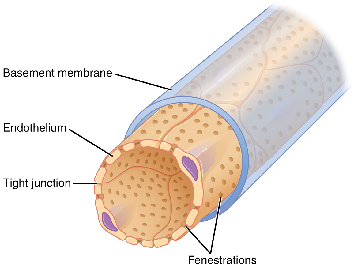 Drawing of capillary wall showing endothelium with small holes and basement membrane.