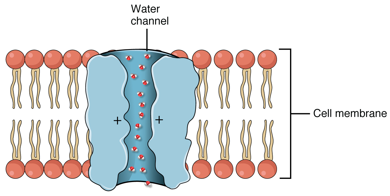 Drawing of protein serving as a water channel embedded in the cell membrane.