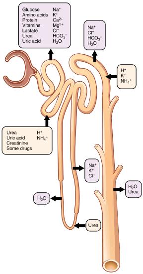 Secretion Reabsorption of various ions in nephron