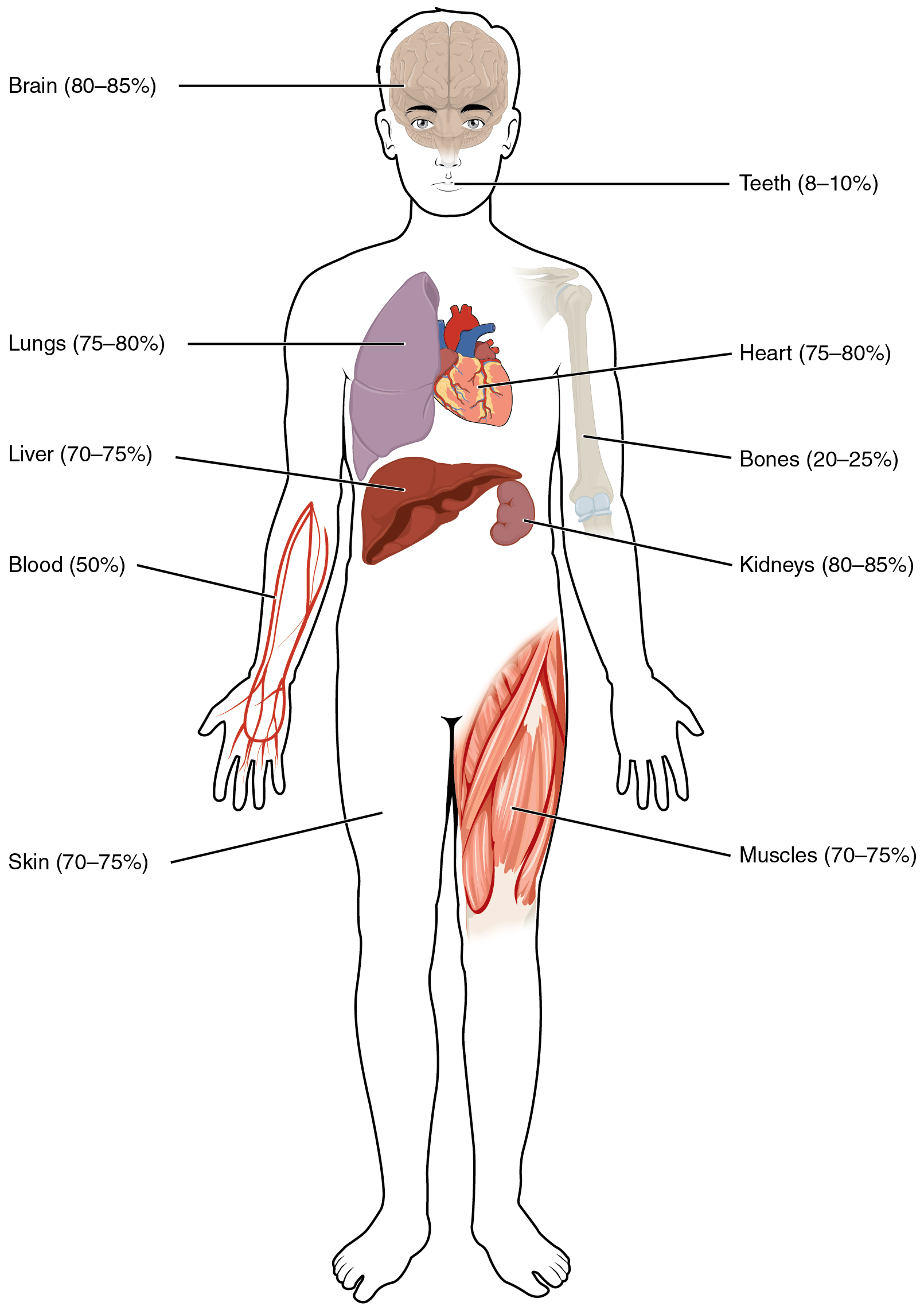 Organs and water content in the body.