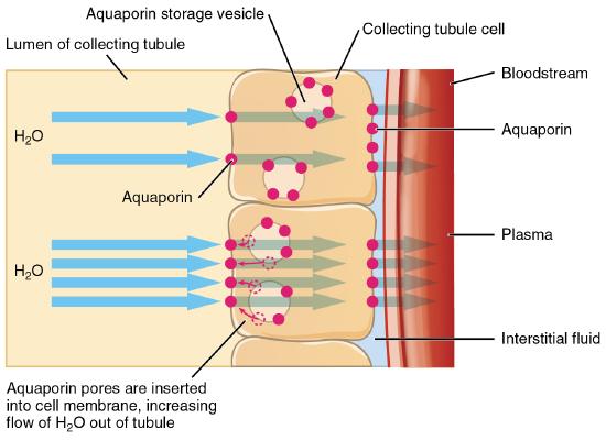 Aquaporins inserted in a membrane