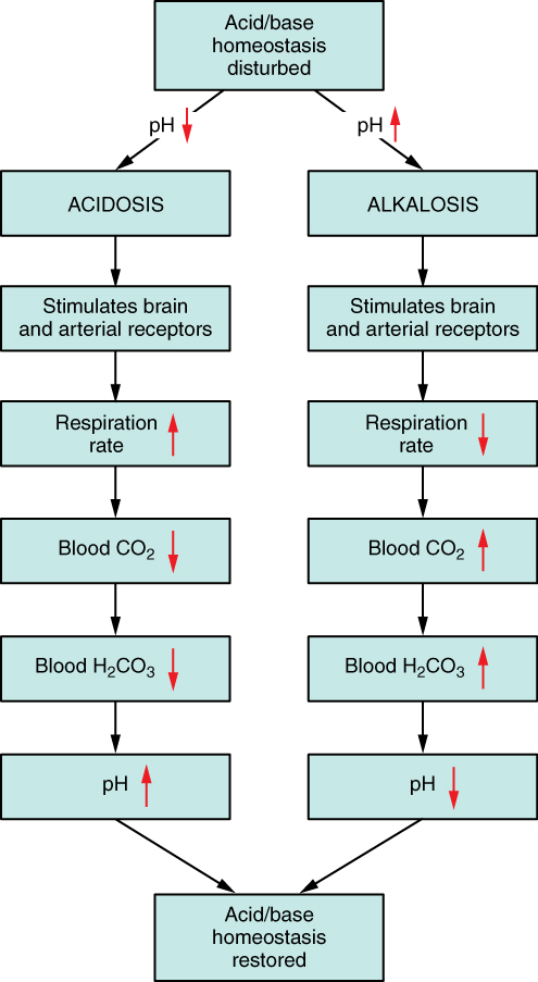 2714_Respiratory_Regulation_of_Blood.jpg
