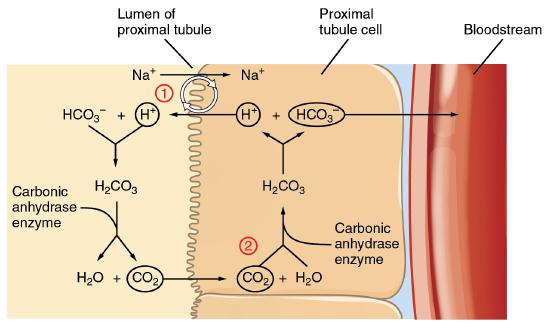 Conservation of bicarbonate in the kidney
