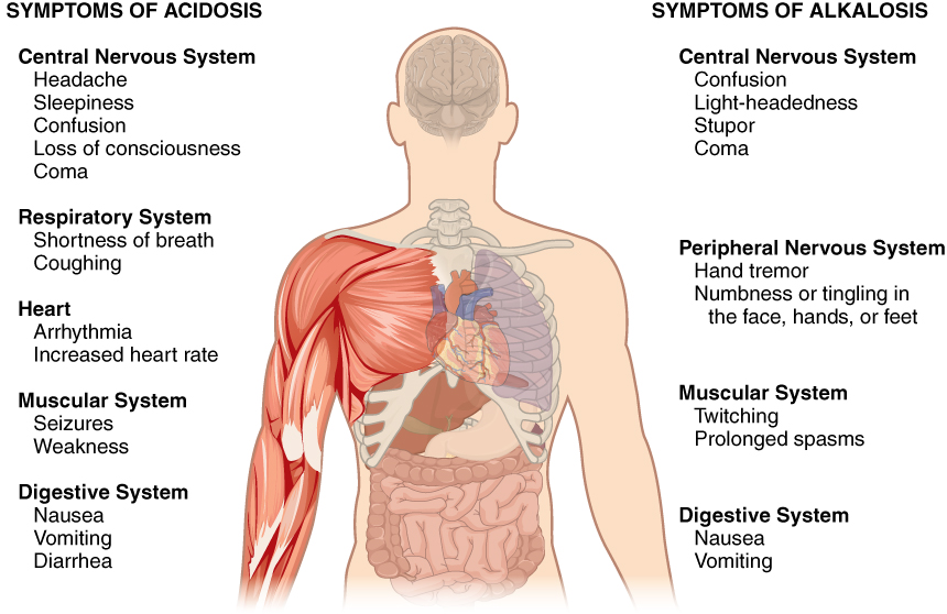2716_Symptoms_of_Acidosis_Alkalosis.jpg