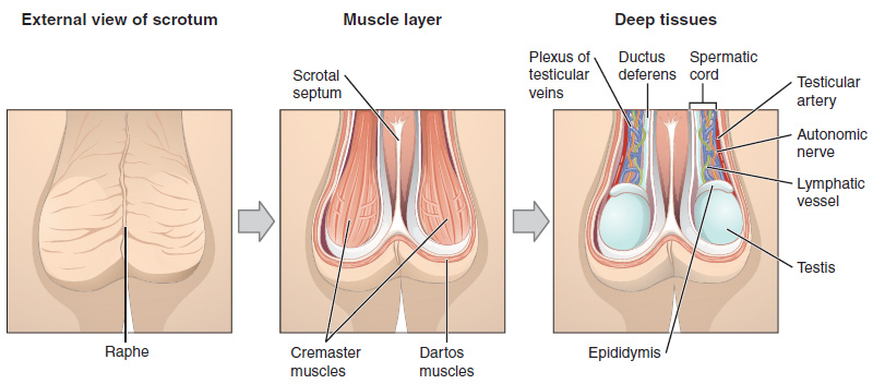 Drawing of three anterior views, from superficial to deep layers, of scrotum and testes.