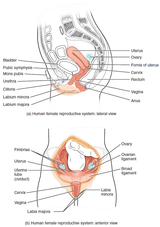 A, Drawing of side view and B, front view of internal female reproductive structures.