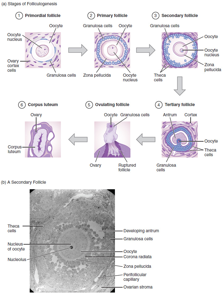 A, kuchora hatua muhimu za maendeleo katika ovari. B, Micrograph Electron ya follicle ya sekondari katika ovari.