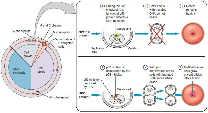 Drawing of how cervical cancer develops during a cell life cycle.