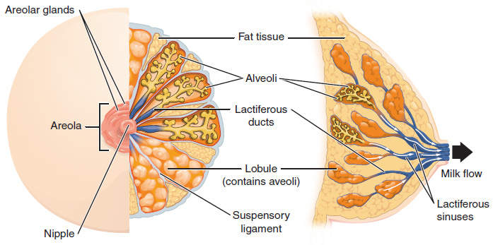 Drawing of front and lateral views of superficial and deep breast structures.