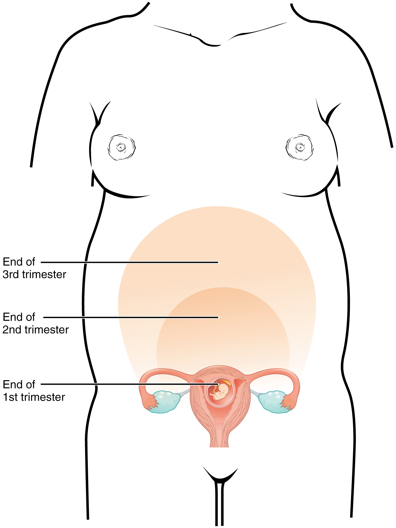 2917_Size_of_Uterus_Throughout_Pregnancy-02.jpg