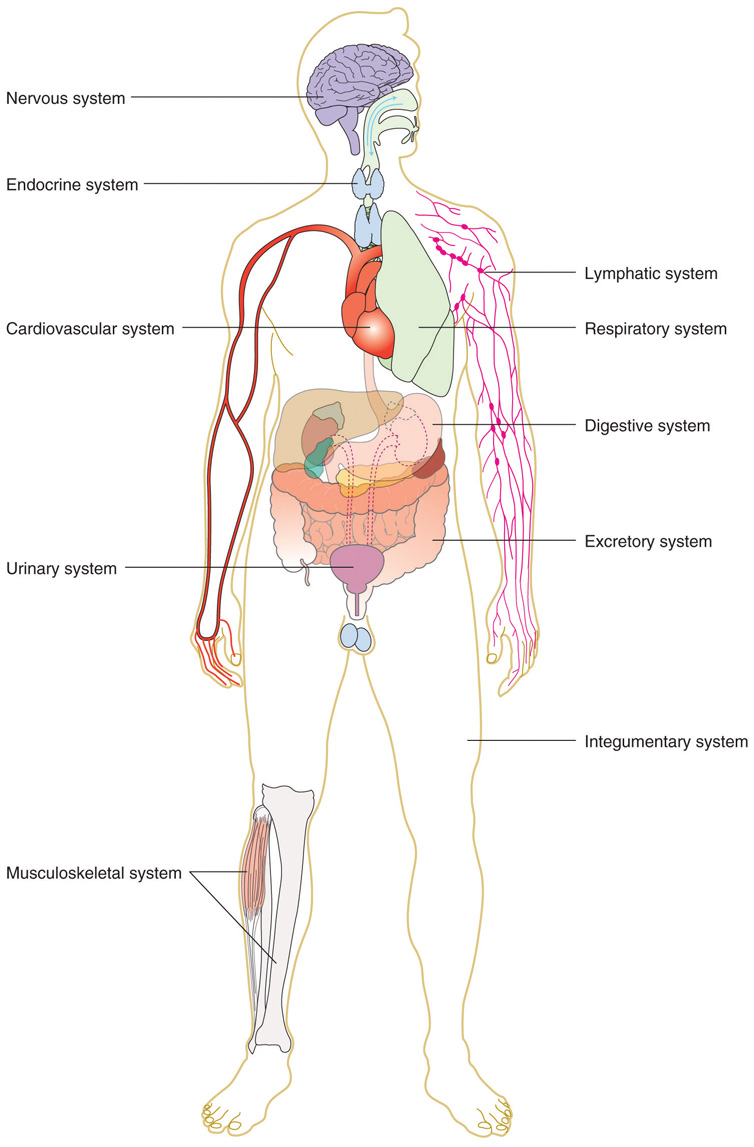 Drawing of the human body with approximate location of each organ system.