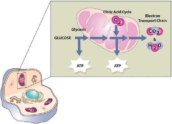 An illustration of glycosis within a cell.