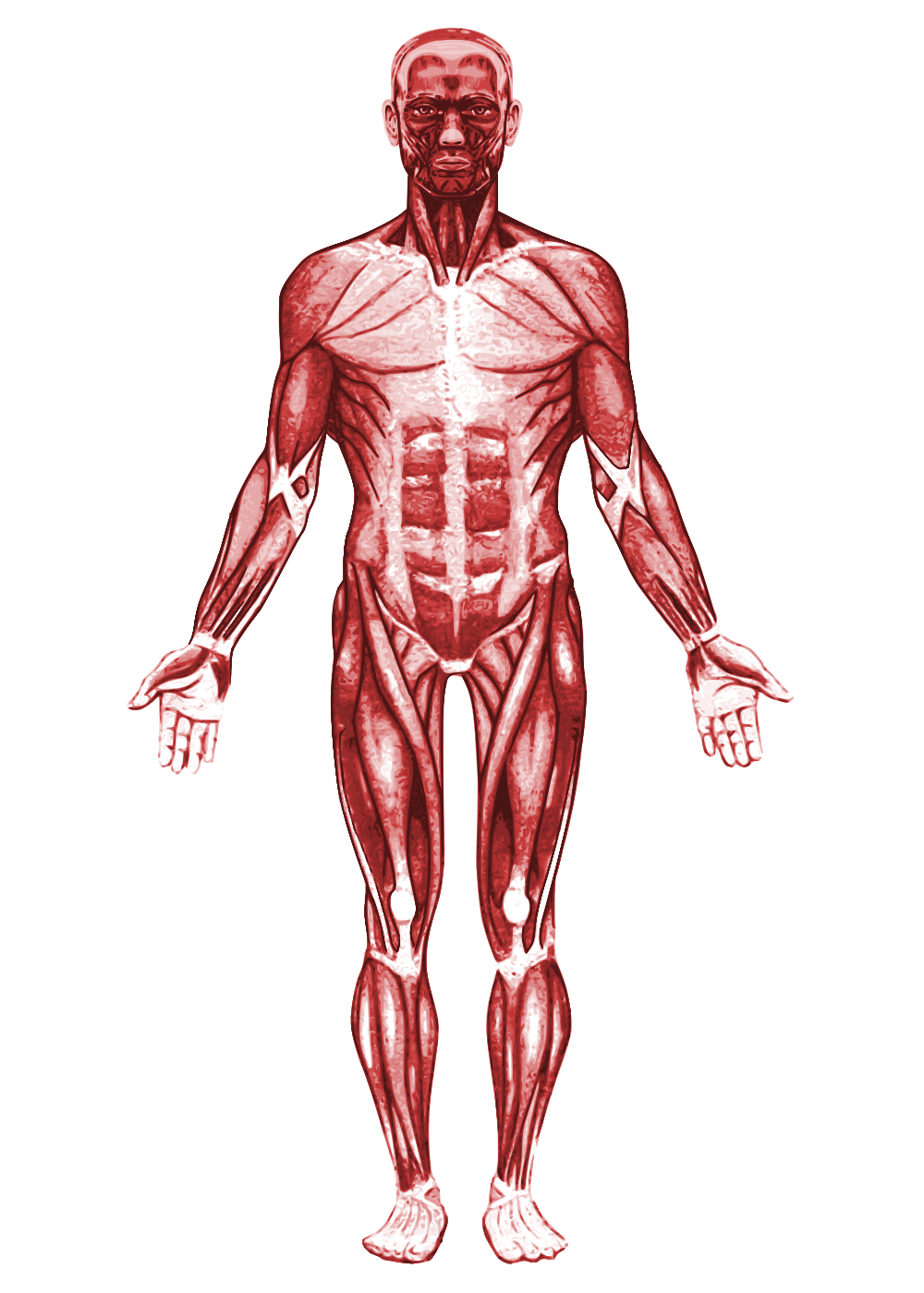10: Muscular System