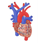 17: Cardiovascular System - Heart