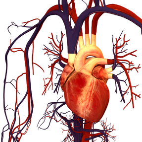 18: Cardiovascular System - Blood Vessels and Circulation