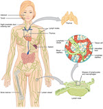 19: Lymphatic and Immune System