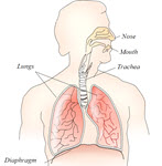 20: Respiratory System