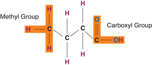 Diagram of a fatty acid consisting of a carboxyl group (−COOH) group on one end of a carbon chain and a methyl group (−CH3) on the other end.