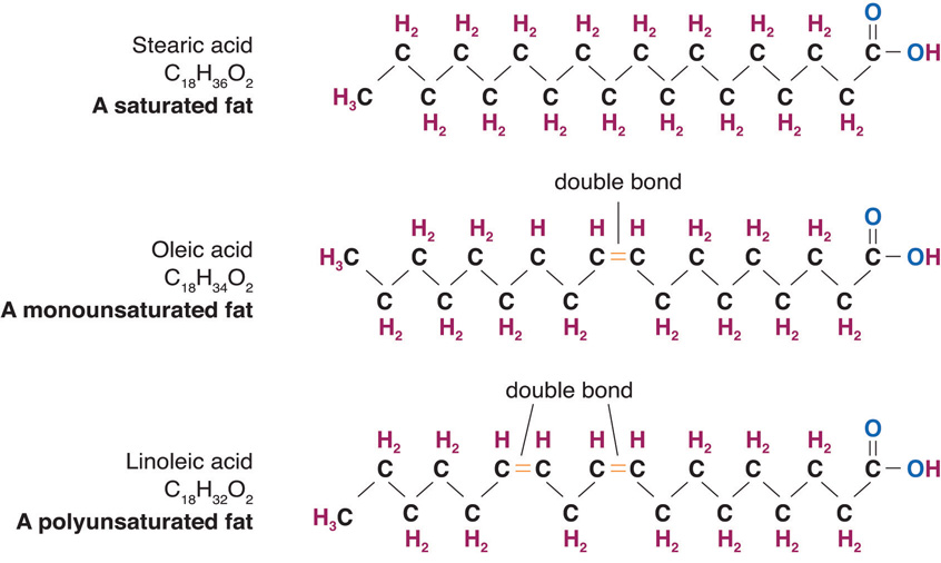 Examples of levels of saturation among fatty acids. Saturated fatty acids are saturated with hydrogen, meaning they have no carbons bonded together with a double bond. Monounsaturated fatty acids contain two carbons bound by one double bond. Polyunsaturated fatty acids have more than one double bond linking carbon atoms. 
