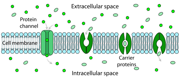Drawing of the cell membrane with a protein channel and carrier proteins which allow molecules to pass through the membrane.