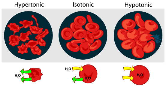 Image of 3 cells - hypertonic, isotonic, and hypotonic. The hypertonic cell has water moving out of the cell, causing it to shrink. The isotonic cell has water moving into and out of the cell at equal rates and is in equilibrium. The hypotonic cell has water moving into the cell causing it to swell and burst. 