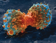 Image of one cell dividing into two cells.