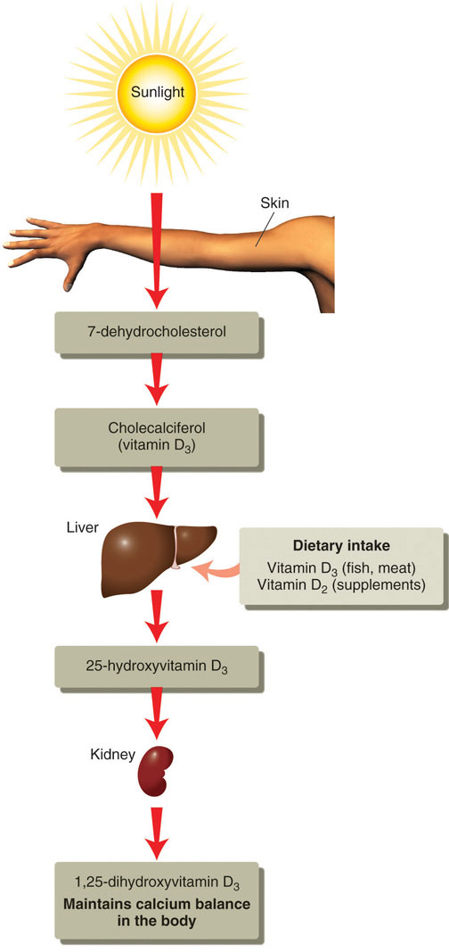 Diagram showing development of calcitriol in the body. When exposed to sunlight, a cholesterol precursor in the skin is transformed into vitamin D3 which is then acted upon by enzymes in the liver, transported to the kidney and transformed into the active hormone, calcitriol (1,25-dihydroxyvitamin D3).