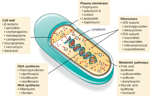 Illustration of various mechanisms of actions of antimicrobial medication with labels