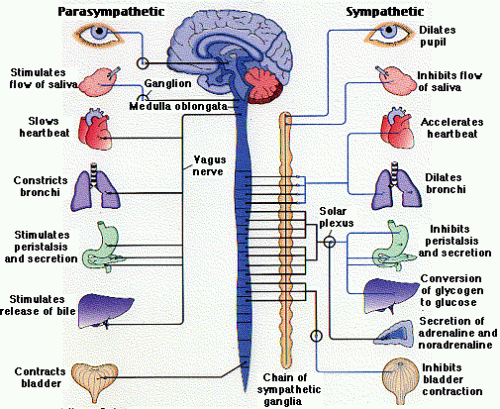 Diagram showing parts of parasympathetic and sympathetic stimulation on labeled target organs.