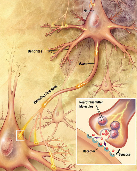 Illustration showing labeled elements of neuron communication, with magnified inset of synapse and receptor