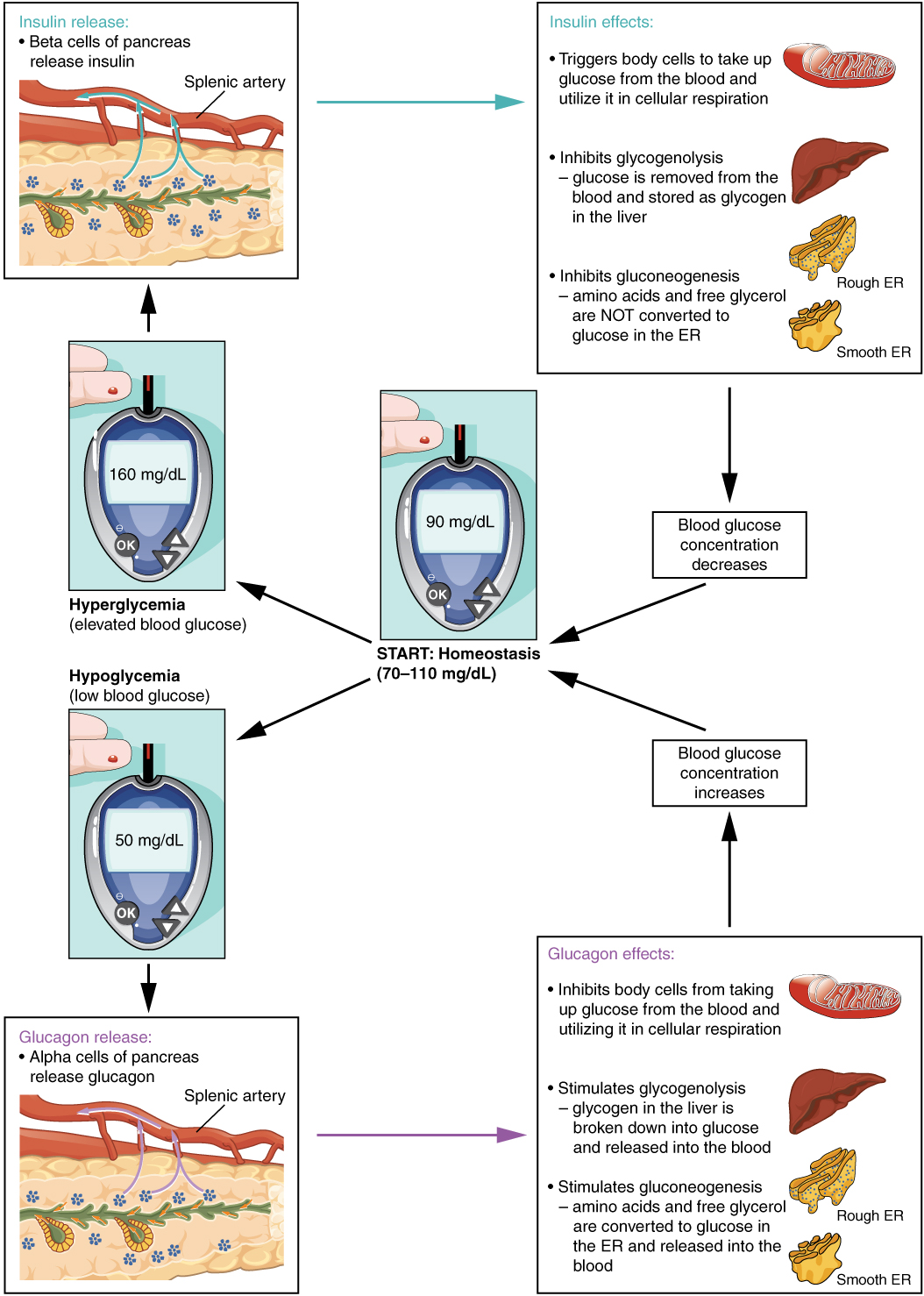Illustration showing homeostatic regulation of blook glucose levels, with labels.